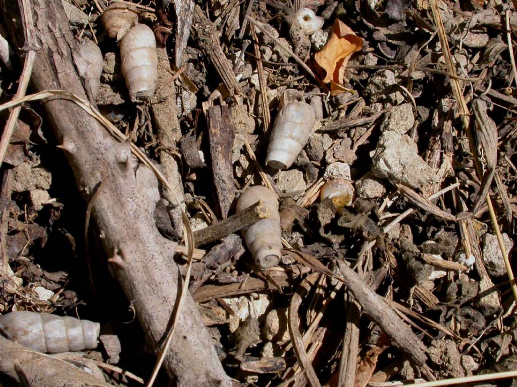 ritrovata Rumina decollata sui Monti Berici